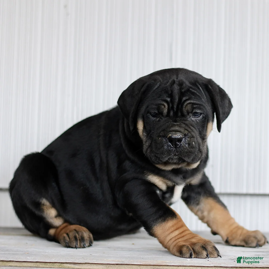 Cane Corso dogs for sale: Nina  - Ad 2