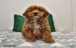 Mini Goldendoodle dogs for sale: Sandra - Image 1