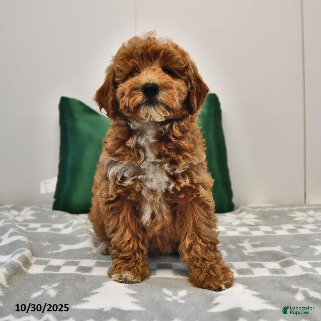 Mini Goldendoodle dogs for sale: Sandra - Image 1
