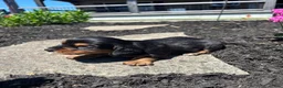Miniature Dachshund dogs for sale: Miniature Dachshund Puppy 3 - Ad 3