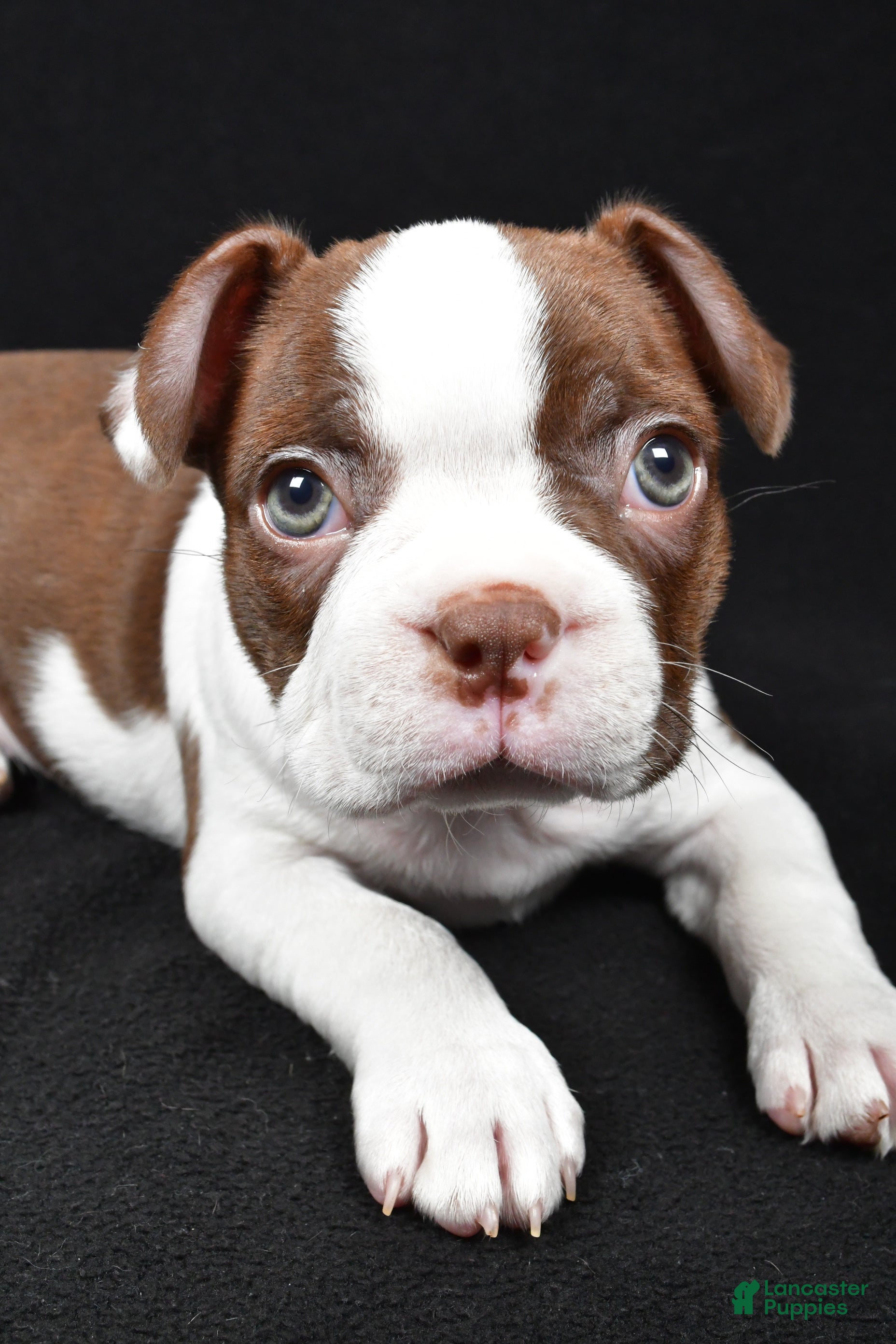 Boston Terrier dogs Hudson - Ad 2