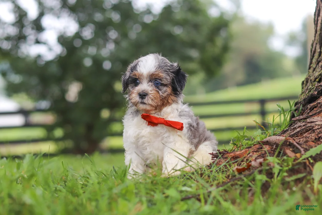 Shihpoo dogs for sale: Scout - Ad 6