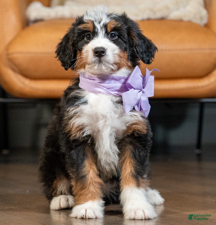 Mini Bernedoodle dogs Mini Macie - Ad 2