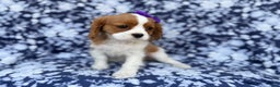 Cavalier King Charles Spaniel dogs for sale: Snowflake  - Ad 7