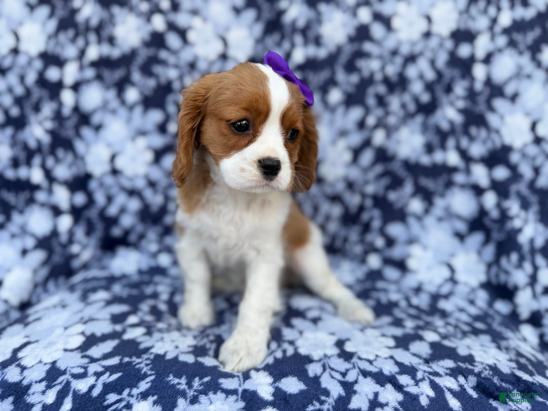 Cavalier King Charles Spaniel dogs for sale: Snowflake  - Ad 7