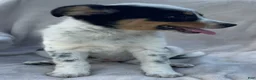 Mixed Breed dogs for sale: Olivia  - Ad 5
