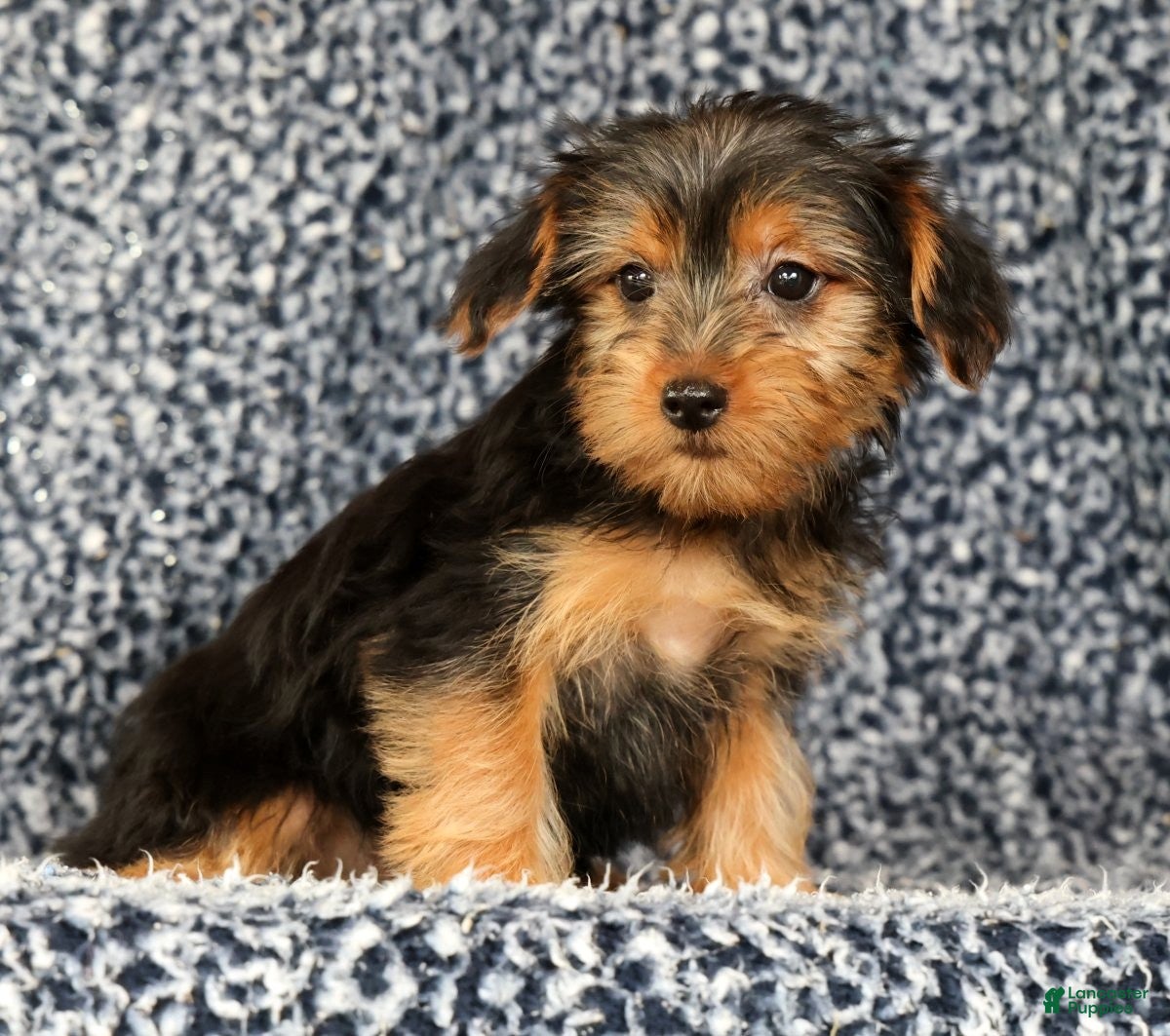 Yorkshire Terrier dogs Amy - Ad 2