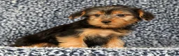 Yorkshire Terrier dogs for sale: Amy - Ad 2