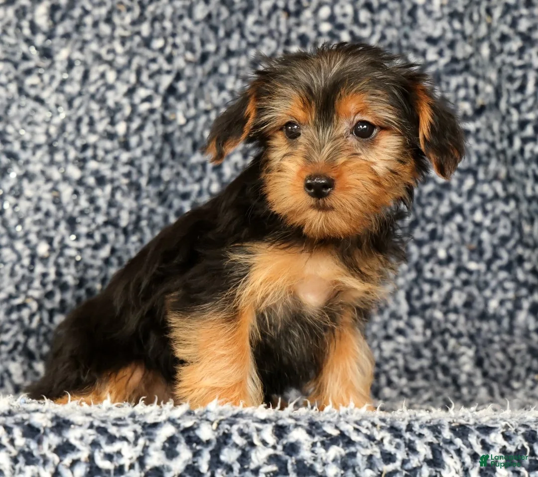 Yorkshire Terrier dogs for sale: Amy - Ad 2