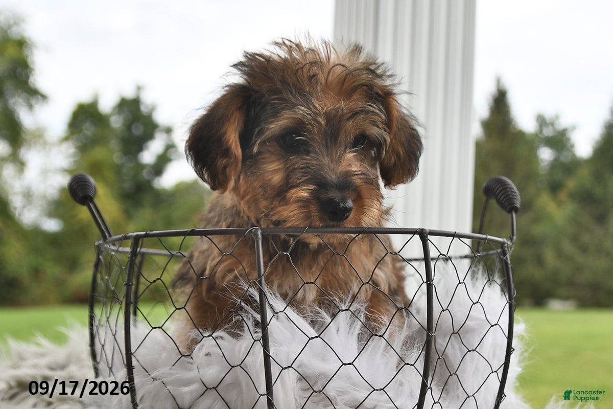 Morkie dogs for sale: Peanut  - Ad 2