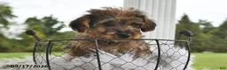 Morkie dogs for sale: Peanut  - Ad 3