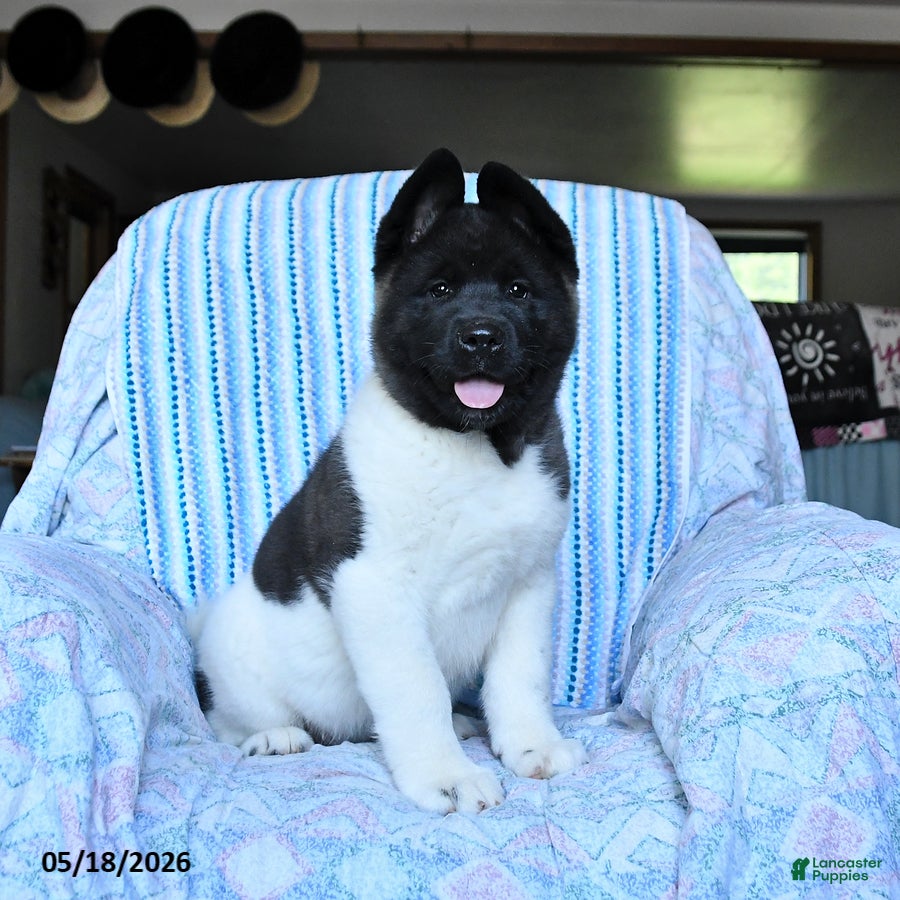 Akita dogs Ronald - Ad 1