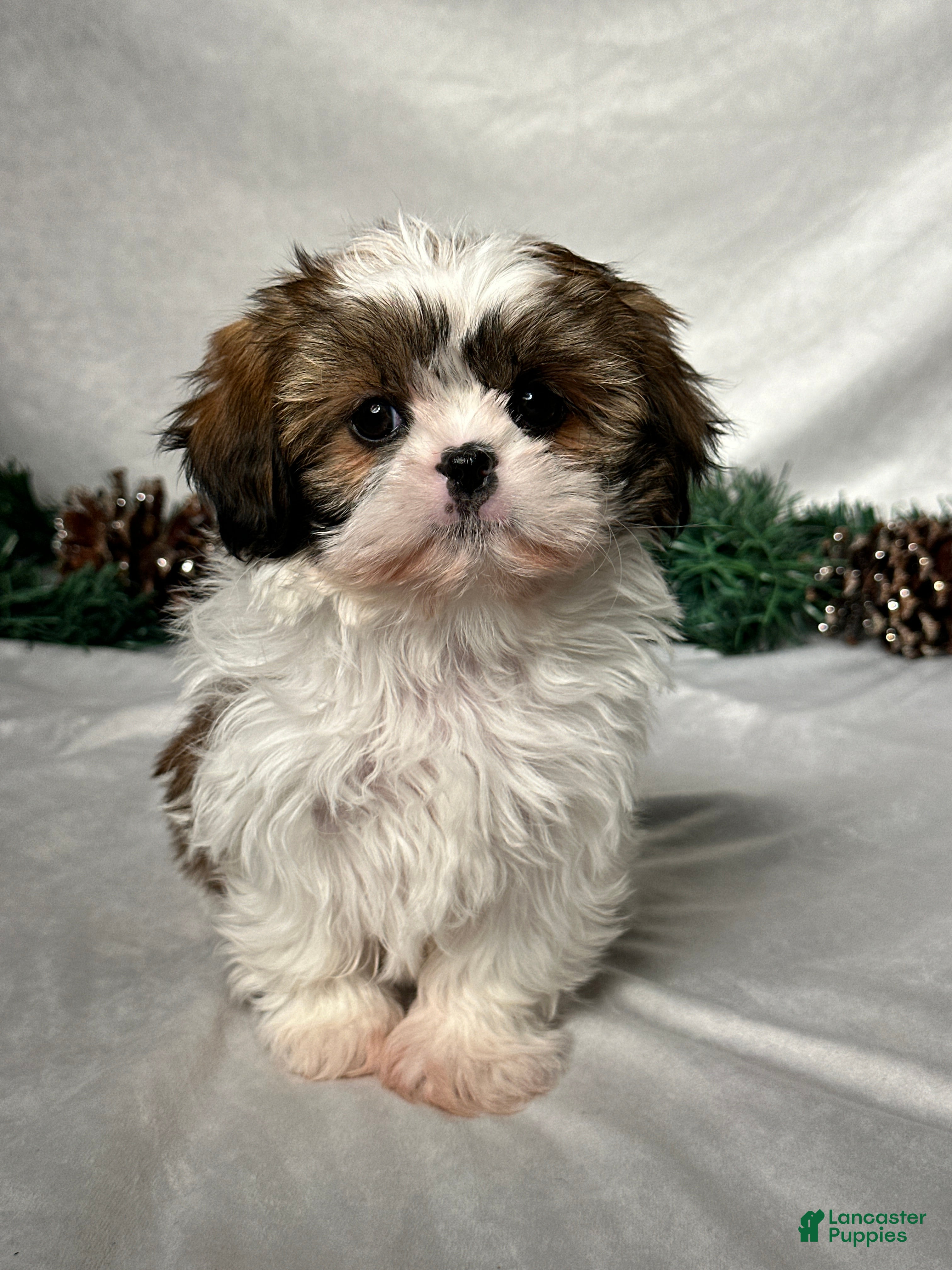 Shih Tzu dogs Luna - Ad 40
