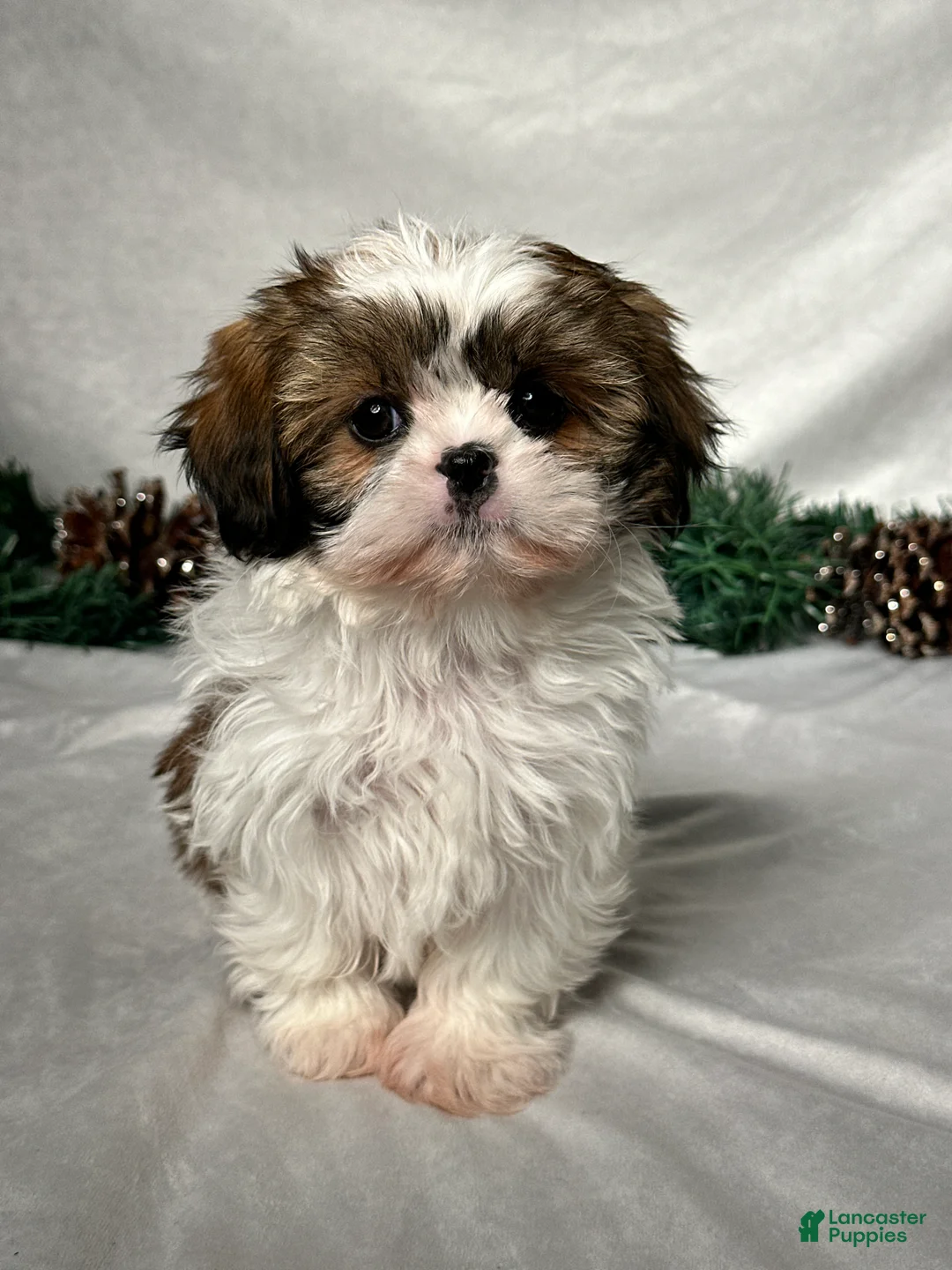 Shih Tzu dogs for sale: Luna - Ad 1