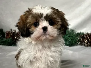 Shih Tzu dogs Luna - Ad 40