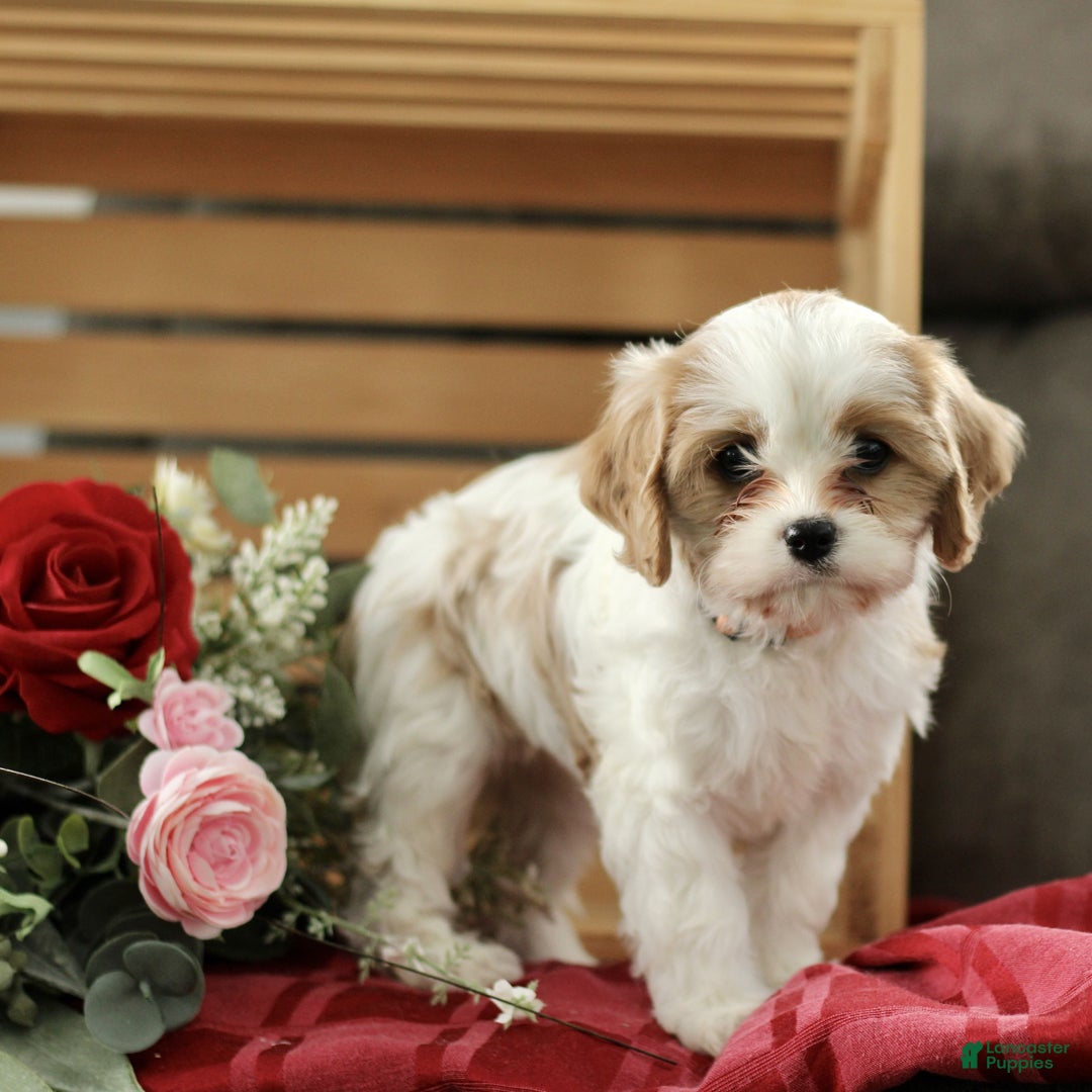 Cavachon dogs for sale: Amber  - Ad 3