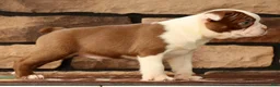 Boston Terrier dogs for sale: Wilbur - Ad 8