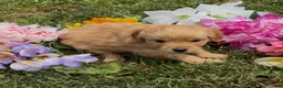 Mini Goldendoodle dogs for sale: Star - Ad 3