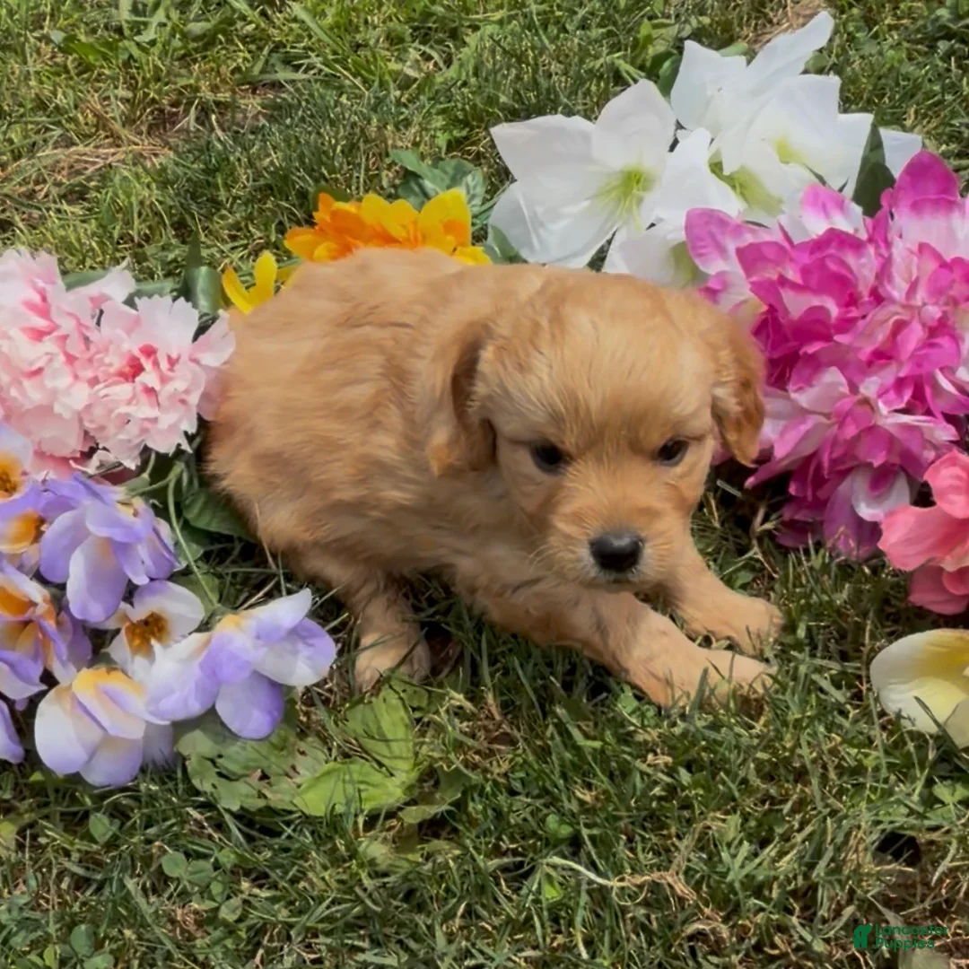 Mini Goldendoodle dogs for sale: Star - Ad 3