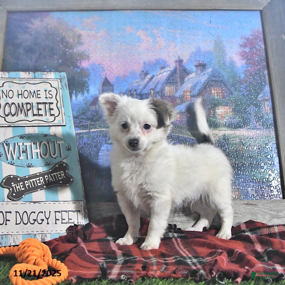 Chihuahua dogs for sale: Beau - Ad 10