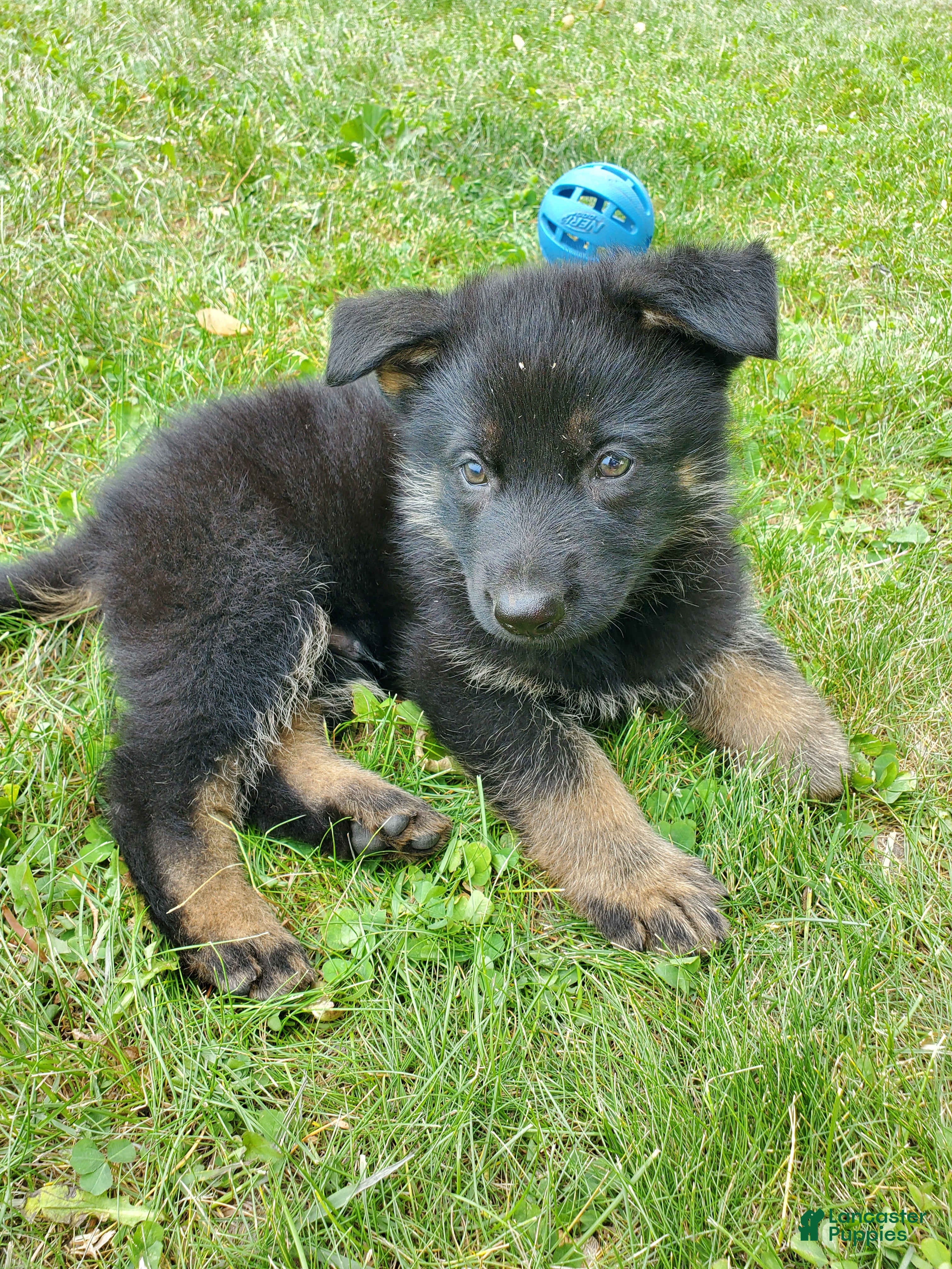 German Shepherd dogs Alpha - Ad 26
