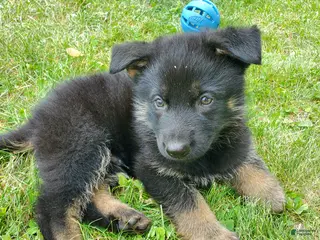 German Shepherd dogs Alpha - Ad 26