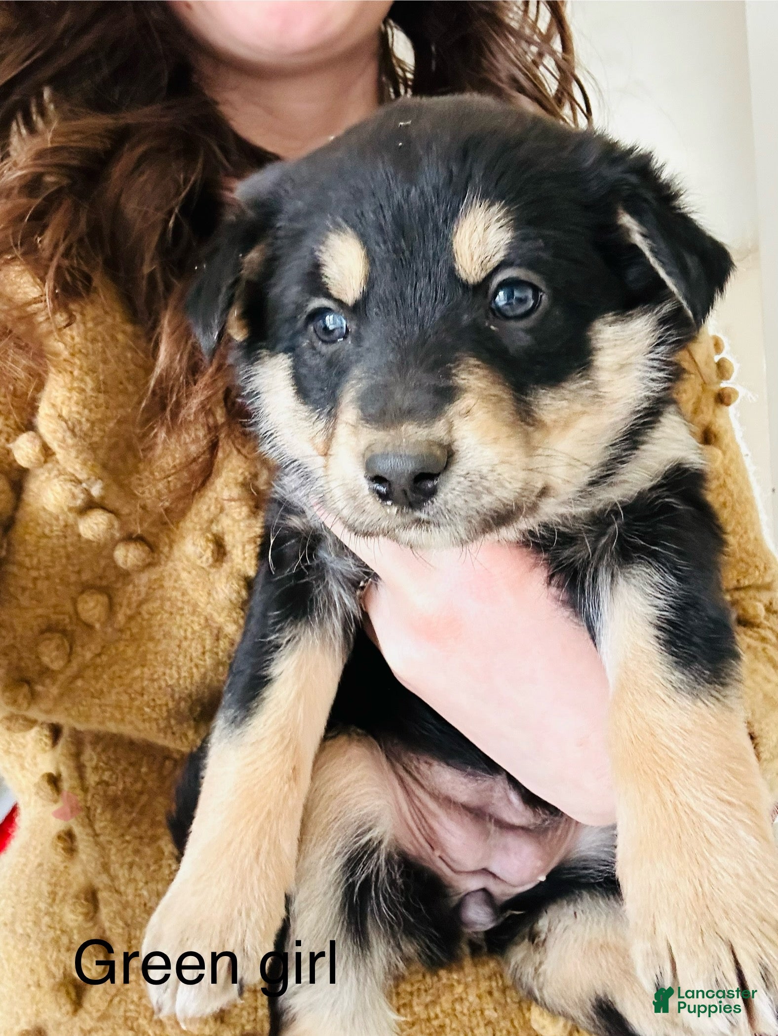 Mixed Breed dogs Jenna  - Ad 7