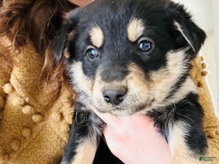 Mixed Breed dogs Jenna - Ad 7