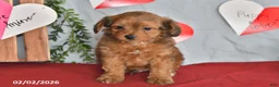 Mixed Breed dogs for sale: Fritz - Ad 4