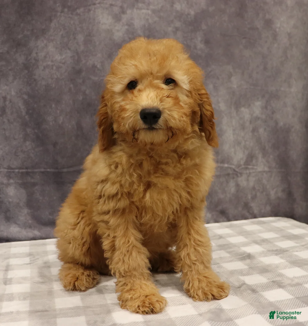 Mini Goldendoodle dogs for sale: Molly - Ad 1