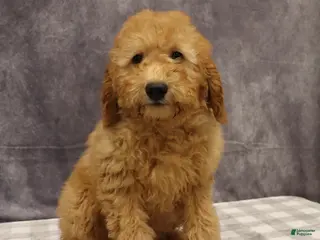 Mini Goldendoodle dogs for sale: Molly - Ad 1