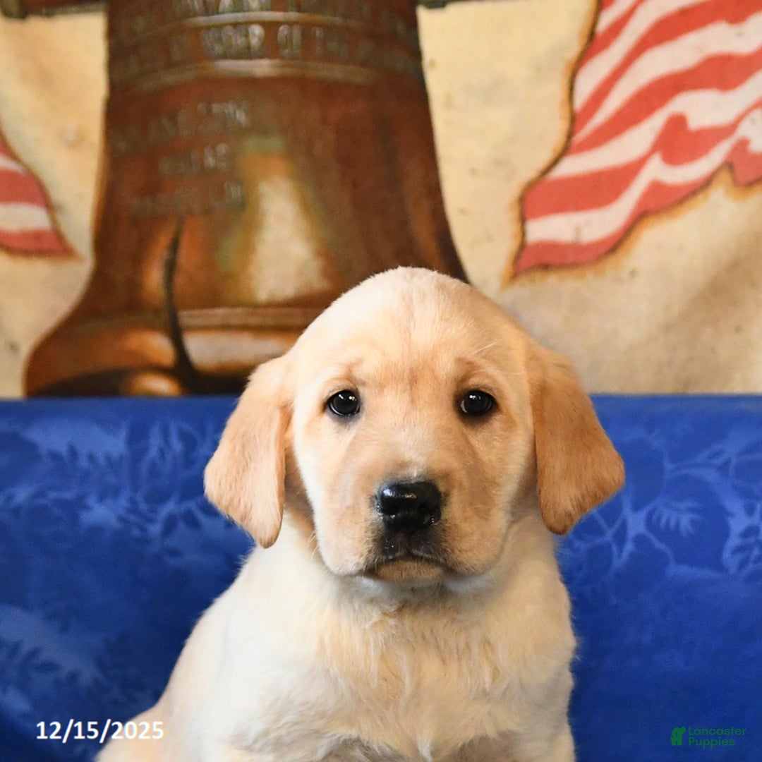 Labrador Retriever dogs for sale: Hickory - Ad 5