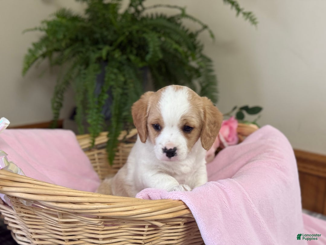 Mixed Breed dogs for sale: Carmel - Ad 3