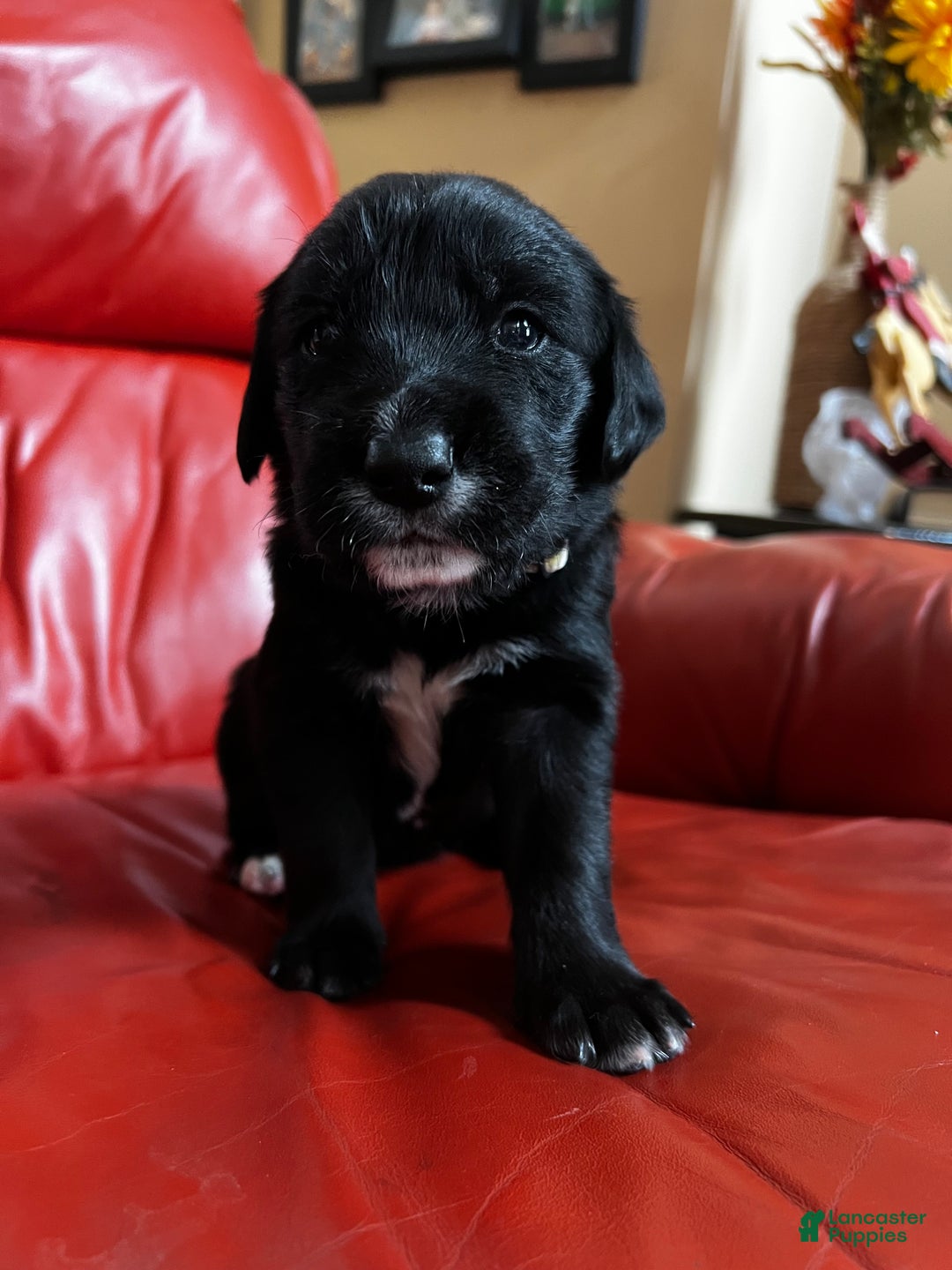 Goldador dogs for sale: Lulu - Ad 3