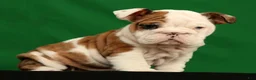 English Bulldog dogs for sale: Autumn - Ad 7
