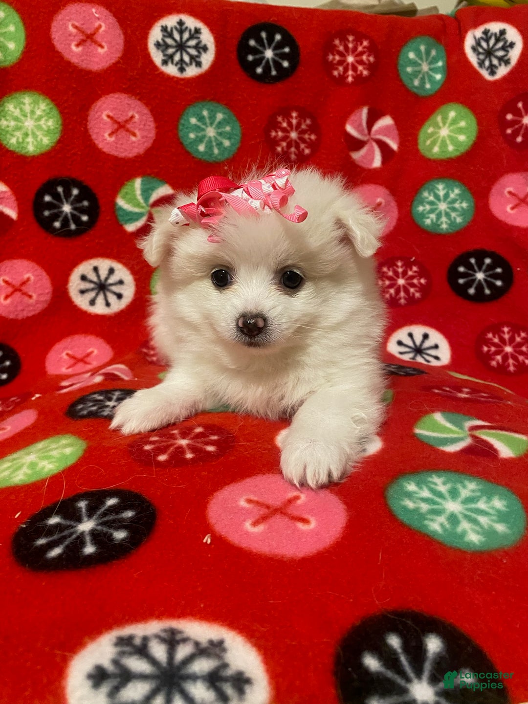 Pomeranian dogs for sale: Pomeranian Puppy Snowflake - Ad 2