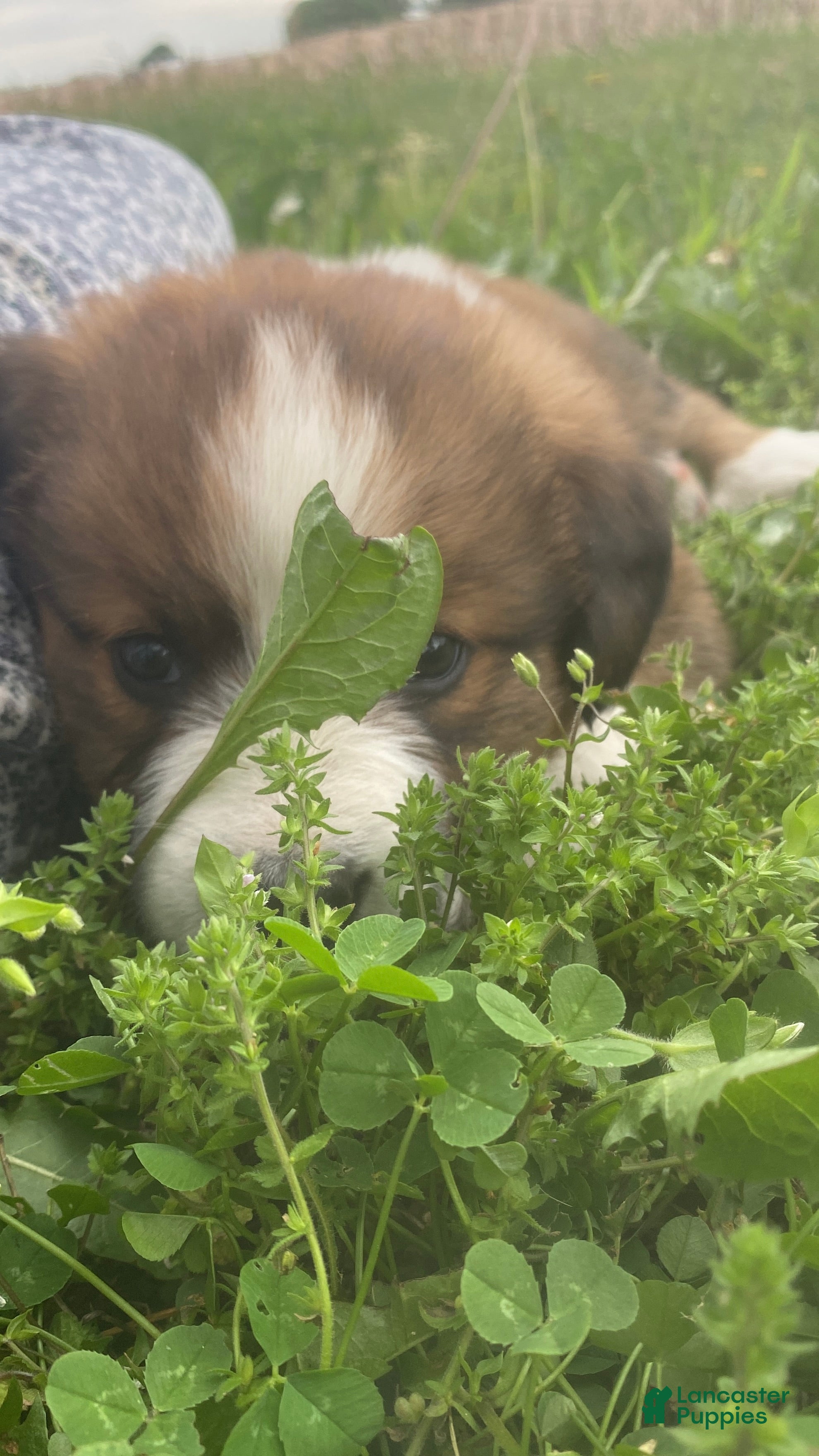 Mixed Breed dogs for sale: ♥️SWEET TIMBER ♥️ - Ad 7