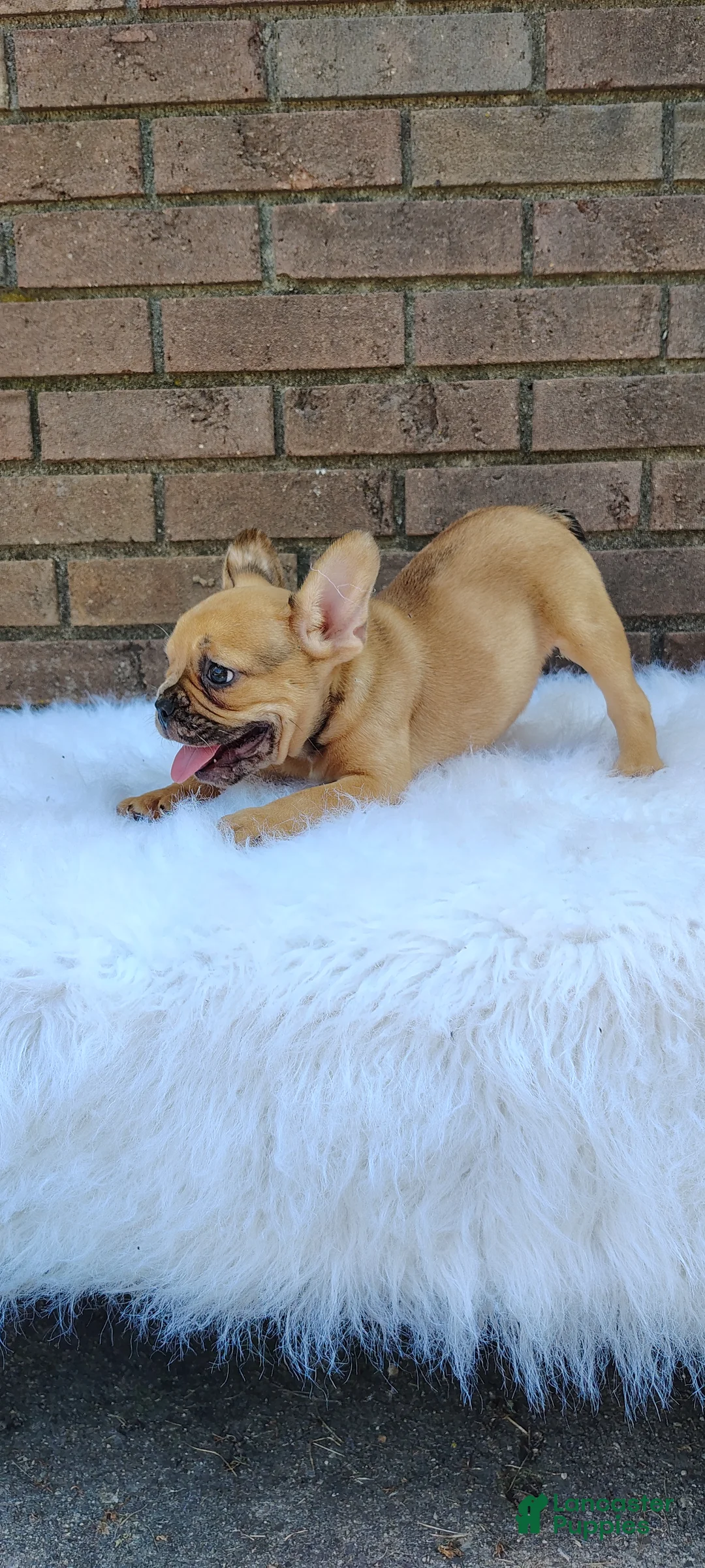 French Bulldog dogs for sale: Kaiser - Ad 2