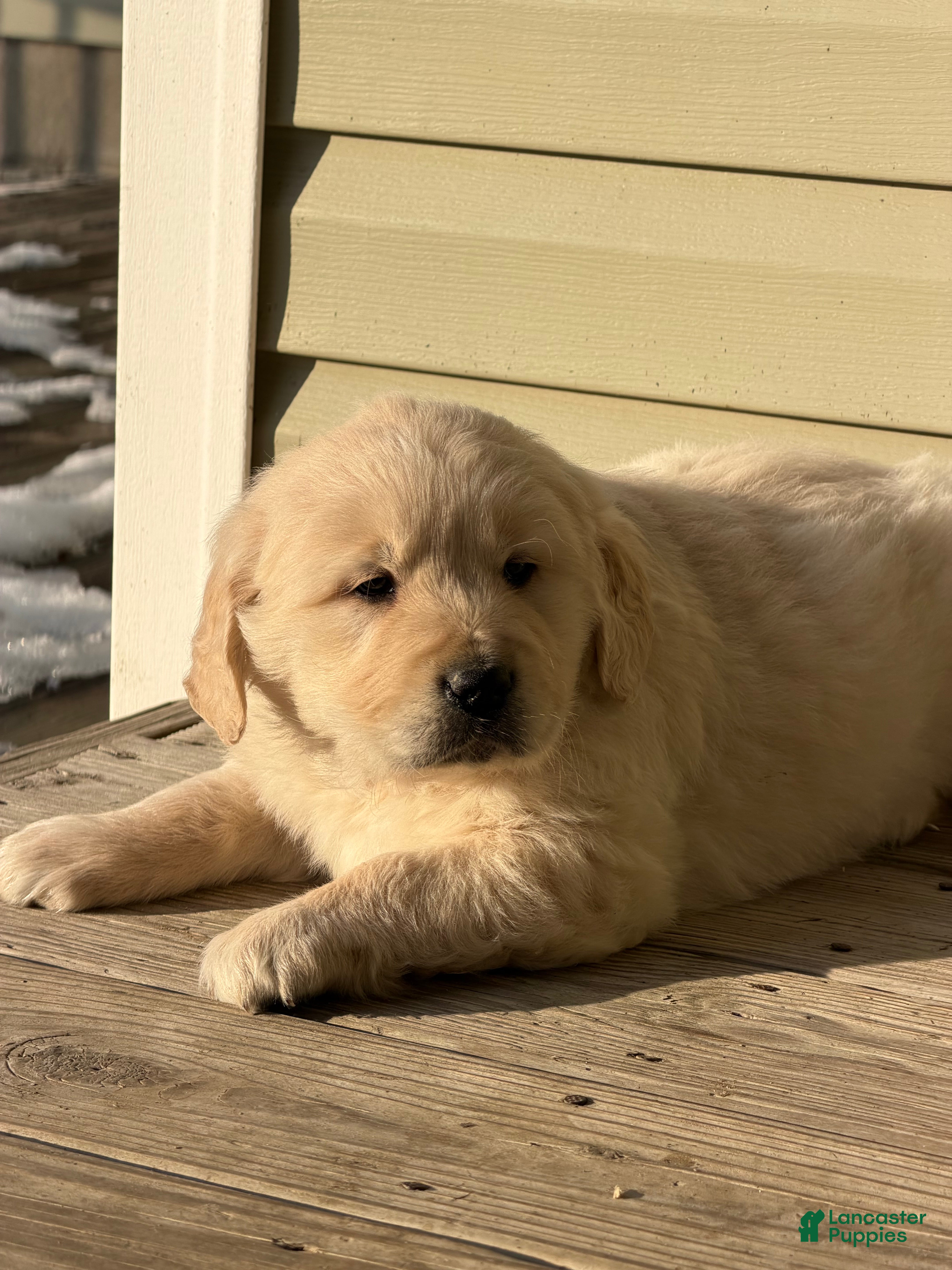 Golden Retriever dogs Will - Ad 36