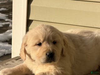 Golden Retriever dogs Will - Ad 37