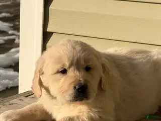 Golden Retriever dogs Will - Ad 20