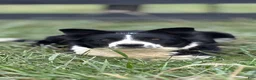 Border Collie dogs for sale: Border Collie 2 - Ad 2