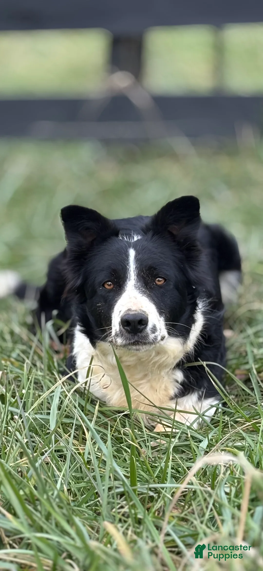 Border Collie dogs for sale: Border Collie 2 - Ad 2