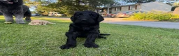 Goldendoodle dogs for sale: Avocado  - Ad 5