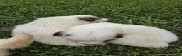 Great Pyrenees dogs for sale: James - Ad 30