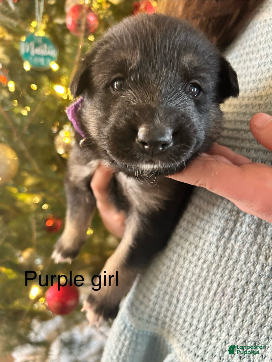 Mixed Breed dogs for sale: Mixed Breed Puppy 2 - Ad 1