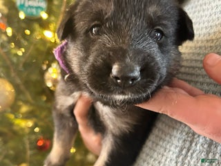 Mixed Breed dogs Mixed Breed Puppy 2 - Ad 1