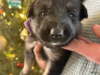 Mixed Breed dogs Mixed Breed Puppy 2 - Ad 7