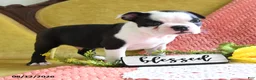 Boston Terrier dogs for sale: Ashton - Ad 5