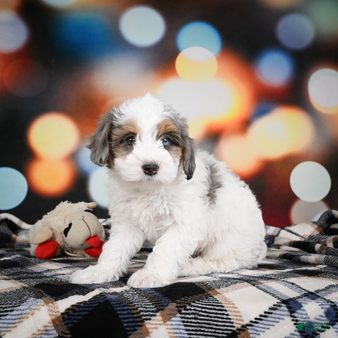 Mini Bernedoodle dogs for sale: Ginger - Ad 12